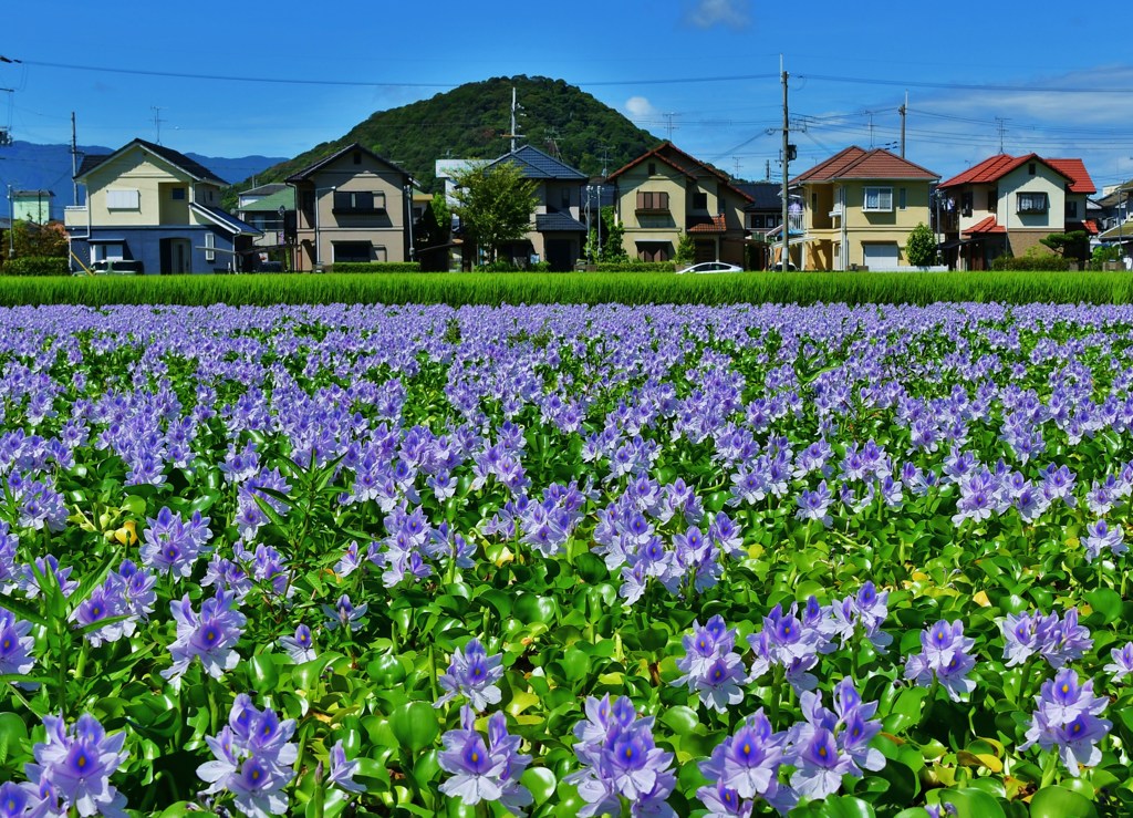 住花