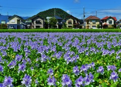 住花