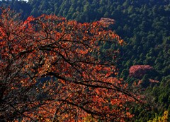 谷に咲く
