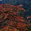 谷に咲く