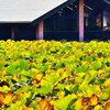 来年に向けて