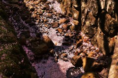 桜流