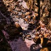 桜流