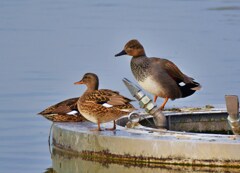 オカヨシガモ