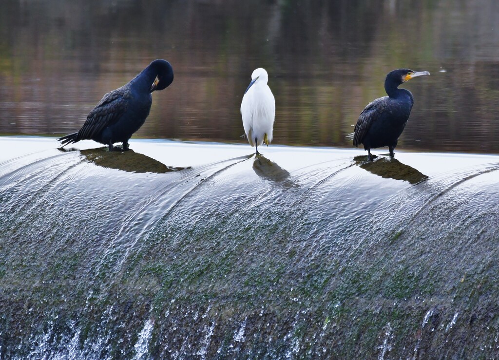 カワウ･コサギ