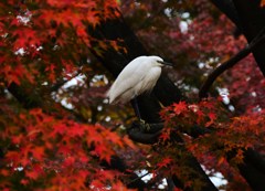 白紅