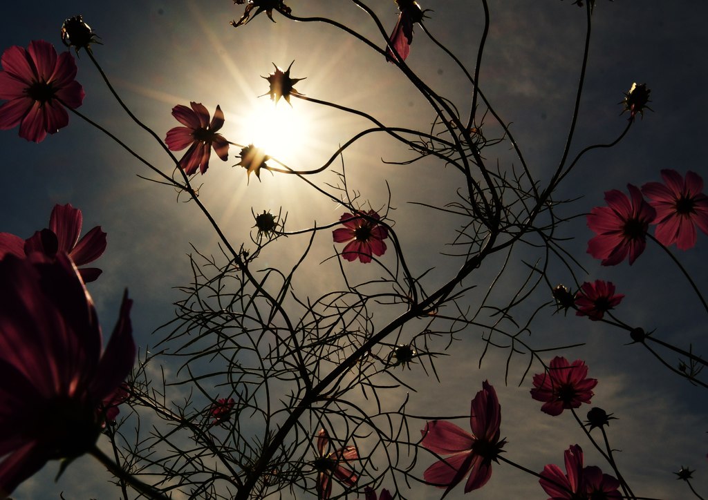 秋桜