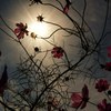 秋桜