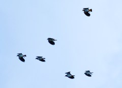 珍鳥