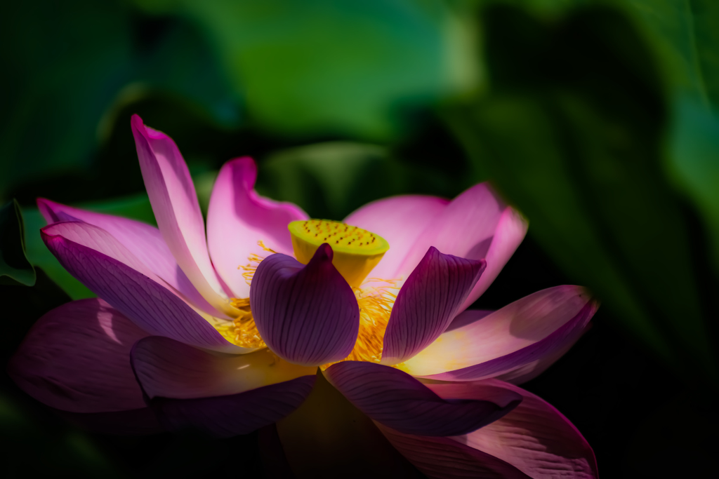 Lotus dream