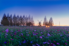 秋桜