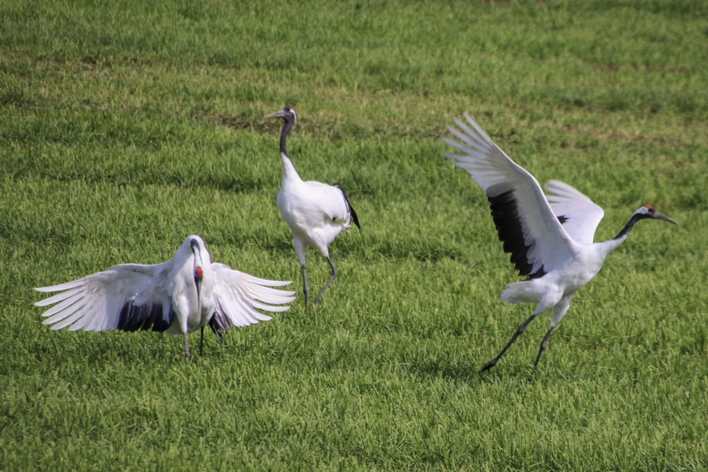 丹頂鶴 by T.Yumoto （ID：8159390） 写真共有サイトPHOTOHITO