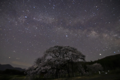 エドヒガン桜