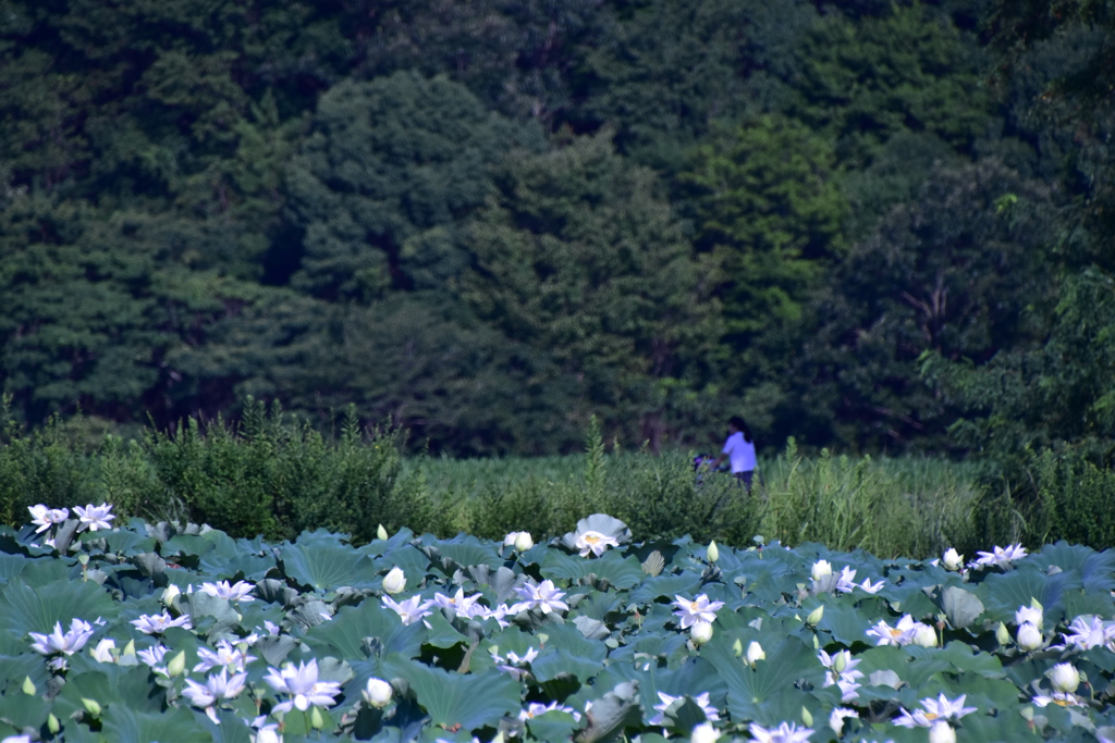夏の朝
