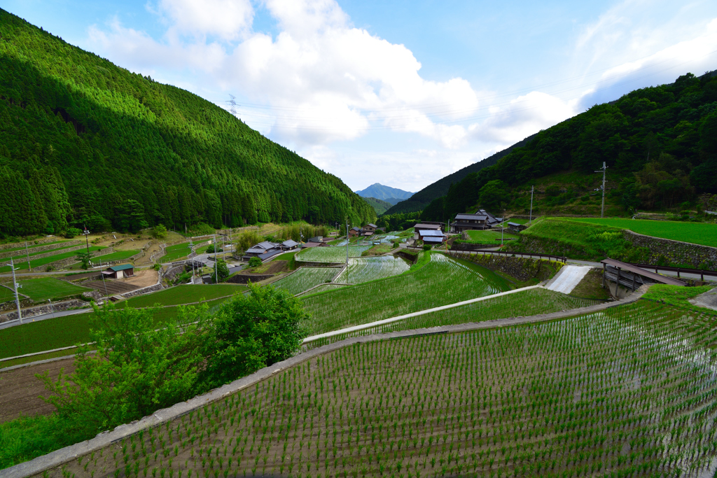 岩座神の棚田