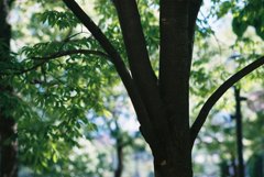 植物、緑
