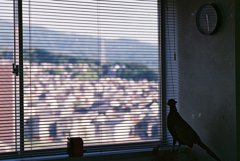 鳥目