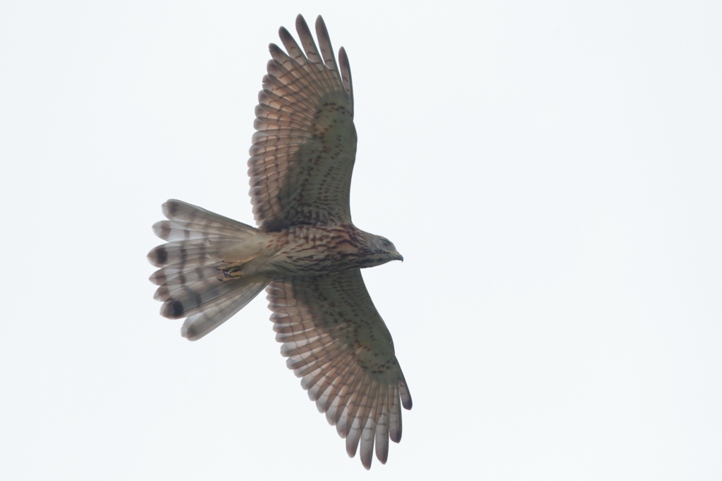 サシバ見っけた！