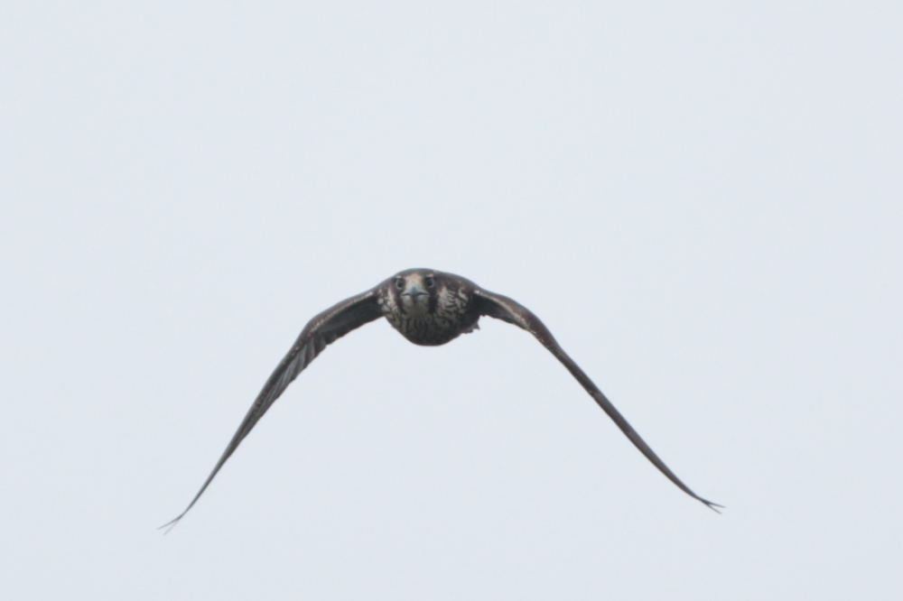 kitaa6