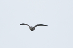 kitaa2