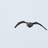 kitaa4