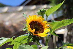 太陽にほえろ！