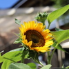 太陽にほえろ！