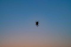 夜明け前の蜘蛛