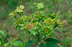 緑薔薇
