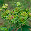 緑薔薇
