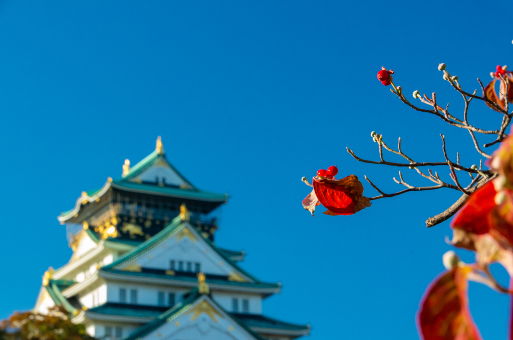 赤い実と大阪城