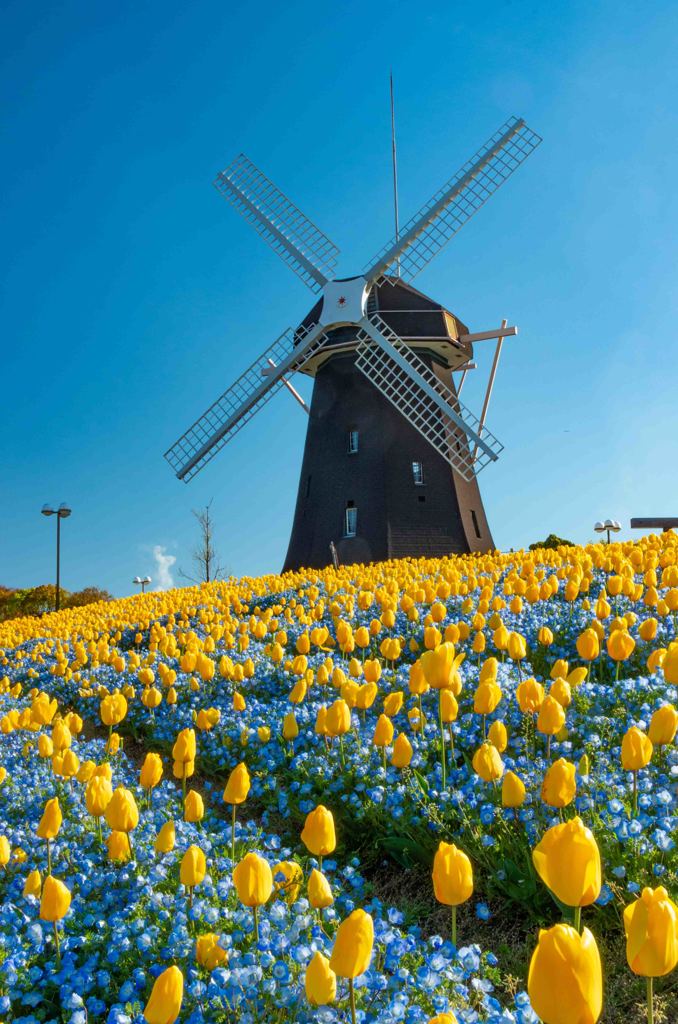オランダ的風景