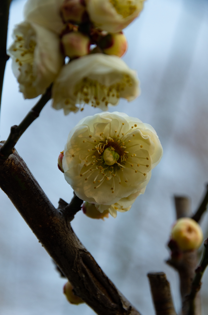 花の中の蕾