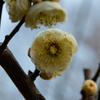 花の中の蕾