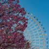 桜と観覧車