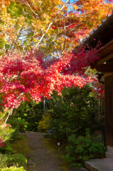 紅葉の寺（１）