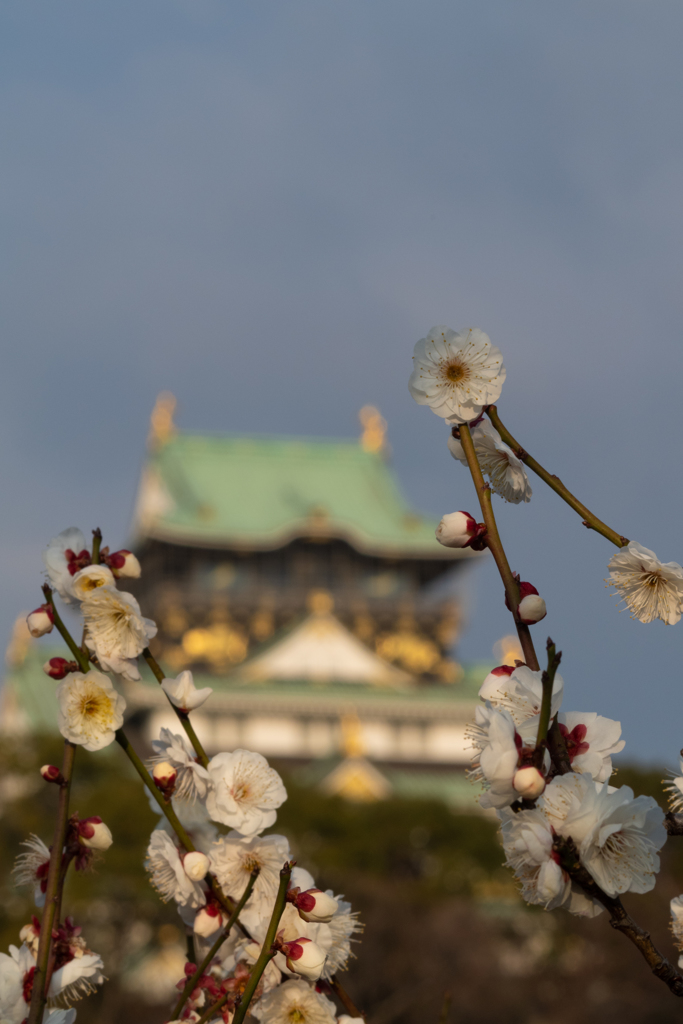 梅と大阪城
