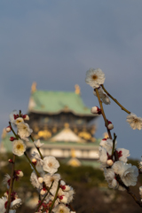 梅と大阪城
