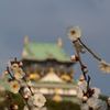 梅と大阪城