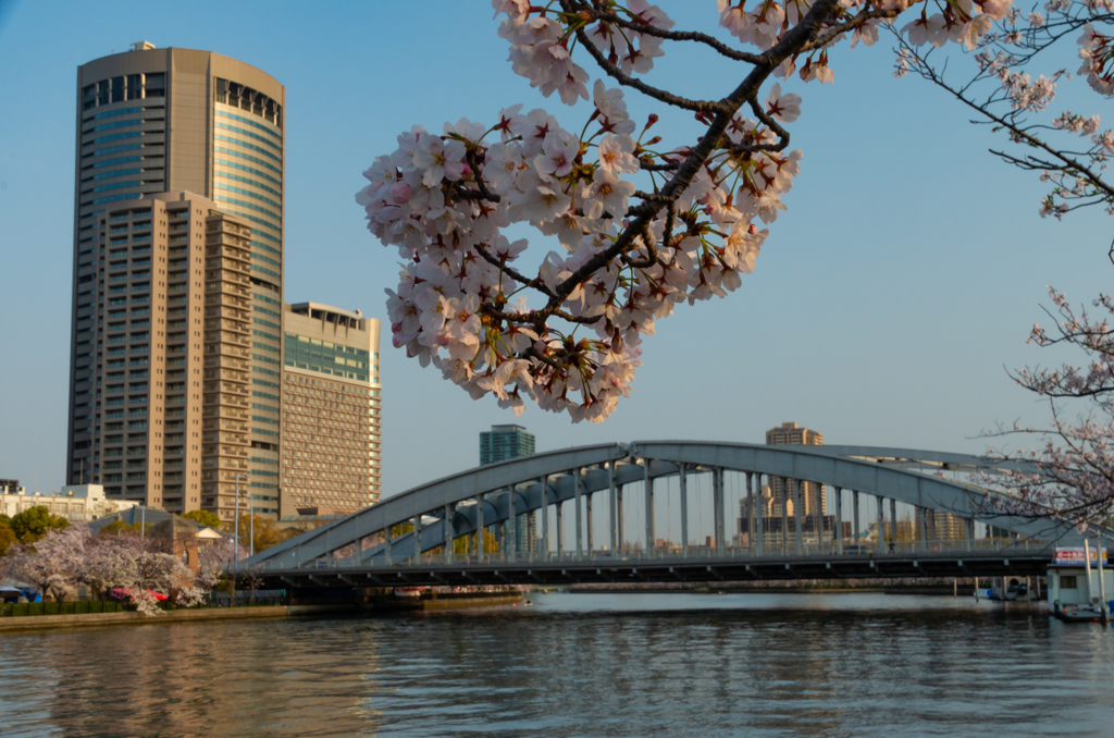 桜と桜（その１）