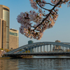 桜と桜（その１）