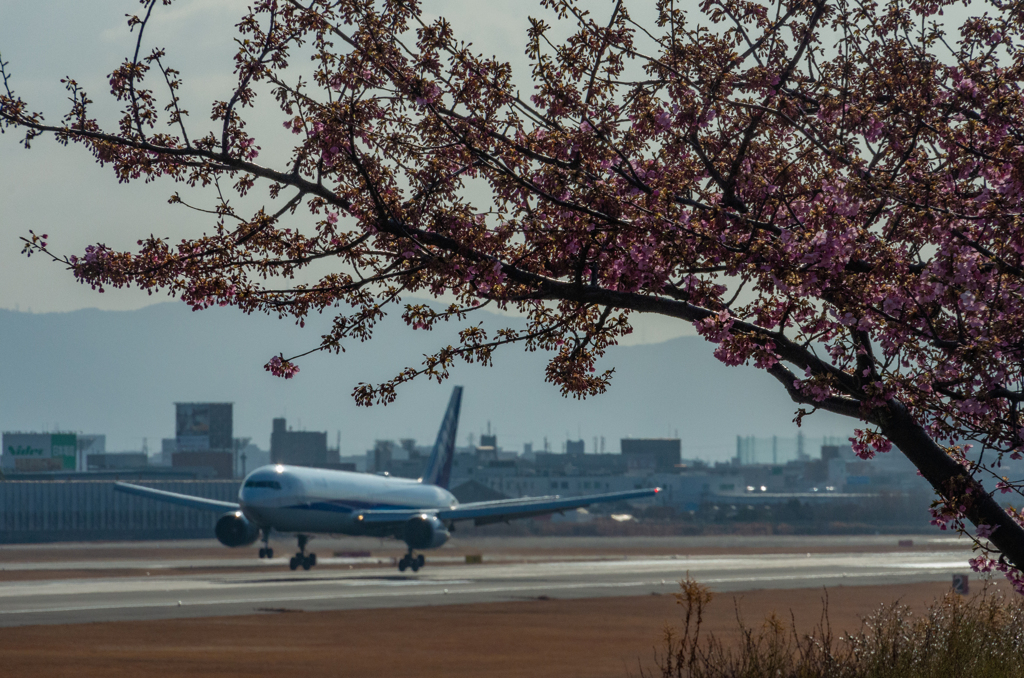 伊丹の桜