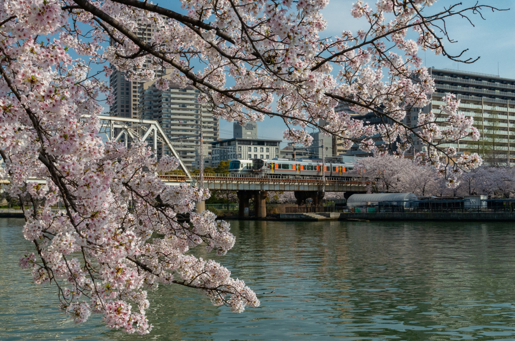 桜のある風景