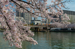 桜のある風景