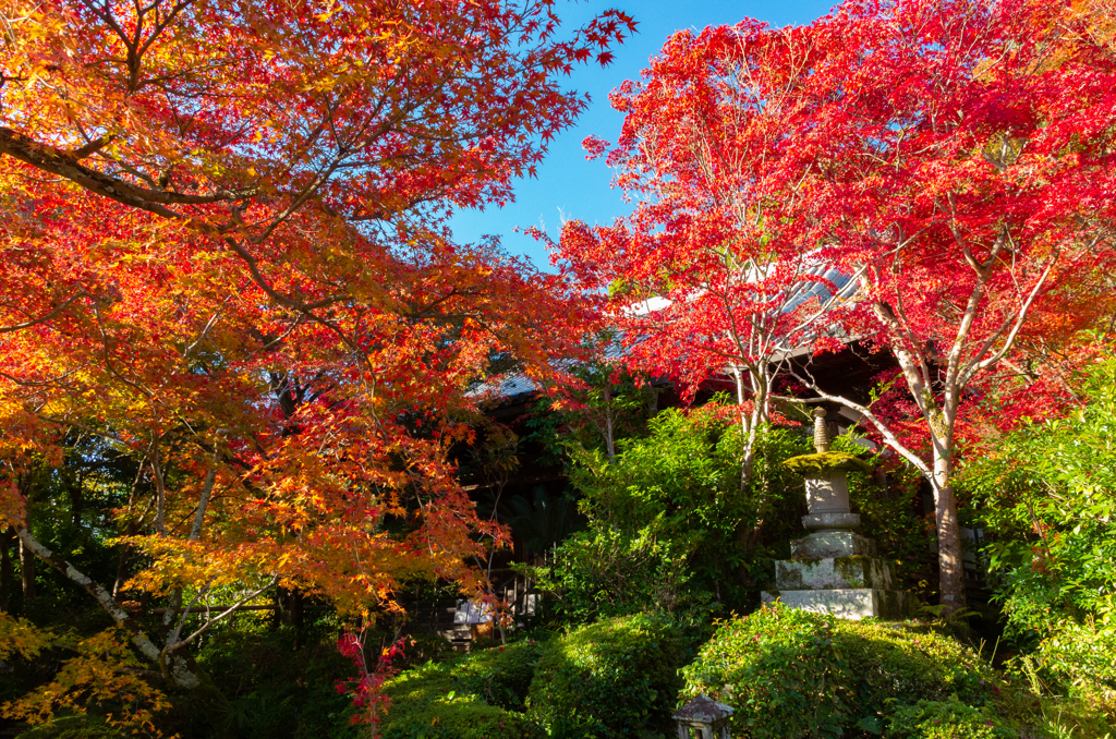 紅葉の寺（３）