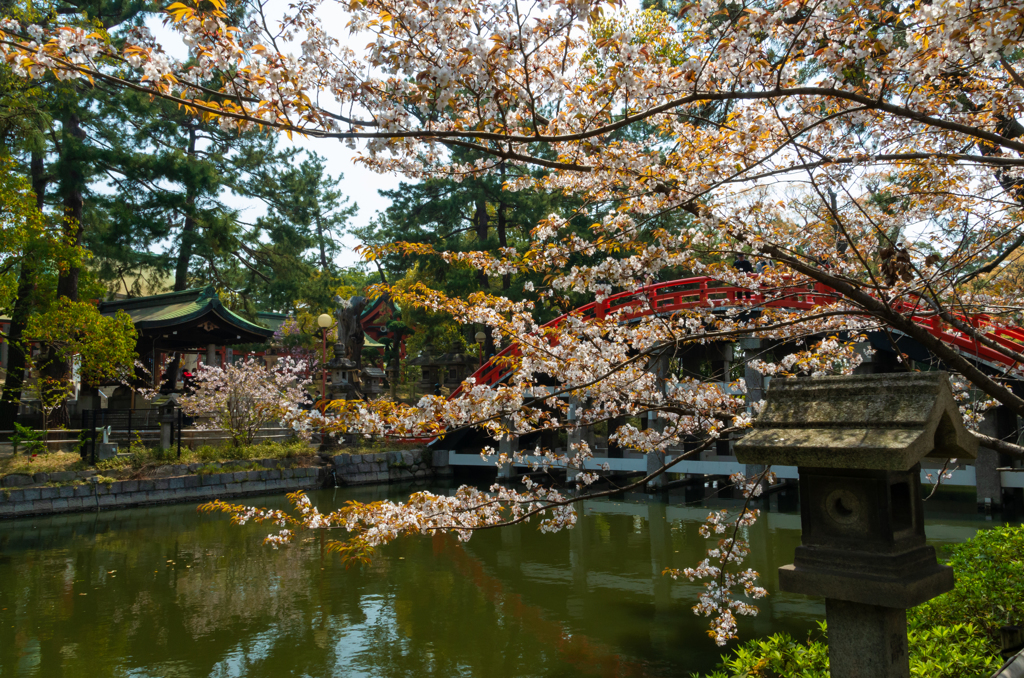 春の住吉大社