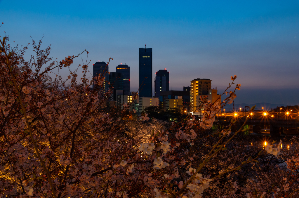 桜、夜明け前