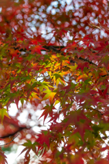 紅葉Gradation