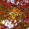 紅葉Gradation