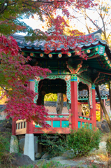 韓国庭園の紅葉